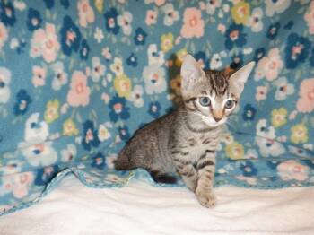 FIONA -  Domestic Short Hair Cat for Adoption in San Jose, California - FIONA | PetCurious