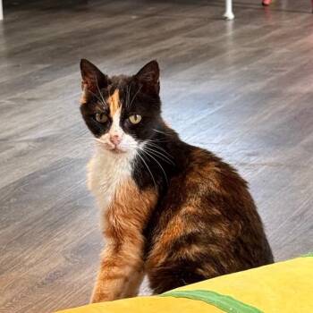 Calliope -  Domestic Short Hair Cat for Adoption in West Point, Mississippi - Calliope | PetCurious