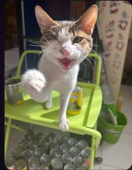 Mirabelle -  Domestic Short Hair Cat for Adoption in Denver, Colorado - Mirabelle | PetCurious