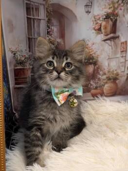 Tabby Cats Available for Adoption in Fremont, California - Timon | PetCurious