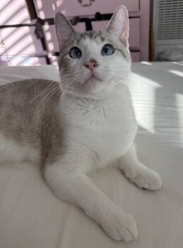 Rescue Siamese and Domestic Short Hair Cats for Adoption in San Francisco, California - Blue | PetCurious