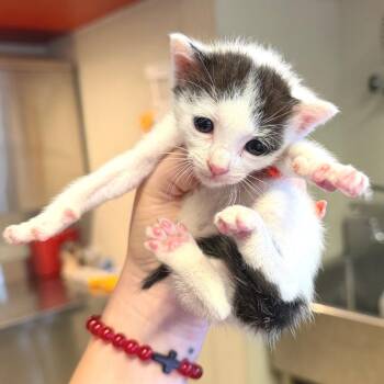 IVHS-Stray-141783 -  Domestic Short Hair Cat for Adoption in San Gabriel, California - IVHS-Stray-141783 | PetCurious