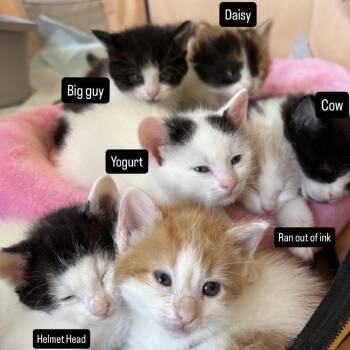 Domestic Short Hair Cats Available for Adoption in Washington, District Of Columbia - The Spring Litter - Ran Out Of Ink | PetCurious