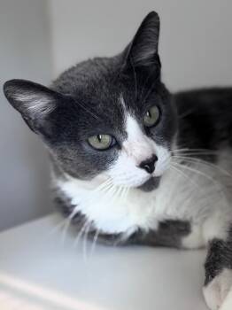 Millie -  Domestic Short Hair Cat for Adoption in Pekin, Illinois - Millie | PetCurious