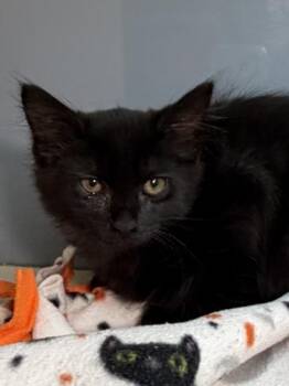 Prada -  Domestic Short Hair Cat for Adoption in Bellevue, Washington - Prada | PetCurious