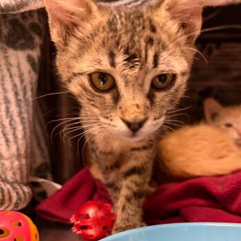 Sinon -  American Shorthair Cat for Adoption in Las Vegas, Nevada - Sinon | PetCurious
