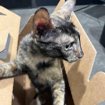 Rome -  Domestic Short Hair Cat for Adoption in Tampa, Florida - Rome | PetCurious