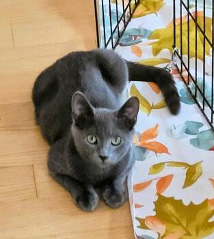 Rescue Domestic Short Hair Cats for Adoption in Delhi, Ontario - FONSIE | PetCurious