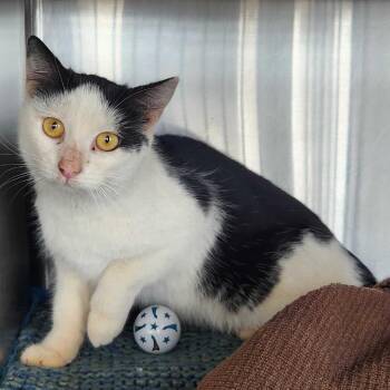 Domestic Short Hair Cats Available for Adoption - Hazel | PetCurious