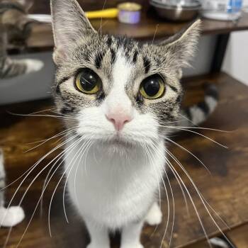 Honey 5 -  Domestic Short Hair Cat for Adoption - Honey 5 | PetCurious