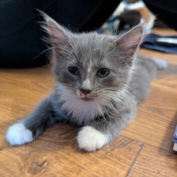 Peter -  Domestic Short Hair Cat Available for Adoption in Waldorf, Maryland - Peter | PetCurious
