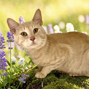 Trenton -  Domestic Short Hair Cat for Adoption in Bentonville, Arkansas - Trenton | PetCurious