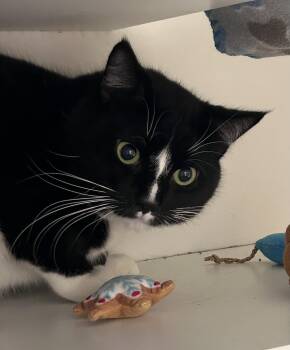 Domestic Short Hair Cats Available for Adoption - Obsydian  | PetCurious