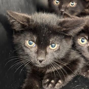 Omni-Man -  Domestic Short Hair Cat for Adoption in West Palm Beach, Florida - Omni-Man | PetCurious