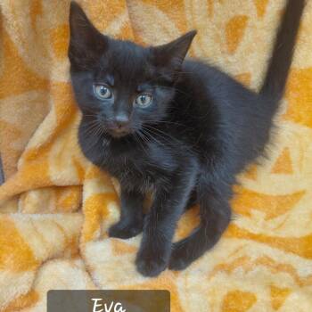 Eva -  Domestic Short Hair Cat for Adoption in New Tazewell, Tennessee - Eva | PetCurious