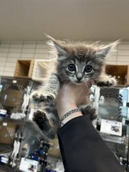 SUNRISE -  Domestic Medium Hair Cat for Adoption in Pearland, Texas - SUNRISE | PetCurious