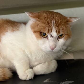 Rescue Domestic Short Hair Cats for Adoption in Morganton, North Carolina - Big Cheese | PetCurious