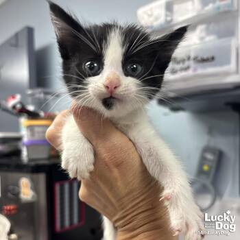 Domestic Short Hair Cats Available for Adoption in Washington, District Of Columbia - Flounder | PetCurious
