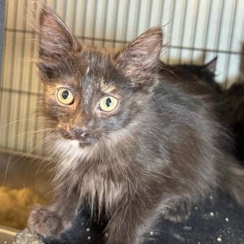 Francesca -  Domestic Long Hair Cat for Adoption in Saginaw, Michigan - Francesca | PetCurious