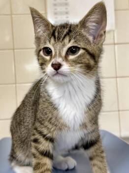 Peter -  Domestic Short Hair Cat for Adoption in San Antonio, Texas - Peter | PetCurious