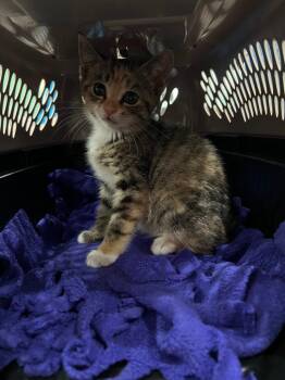 Calypso -  Domestic Short Hair Cat for Adoption in Danielsville, Georgia - Calypso | PetCurious