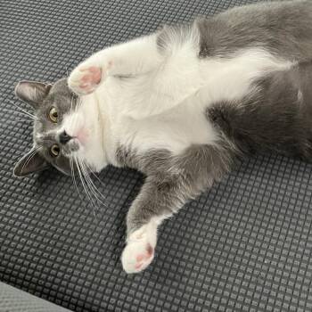 Pickles (bonded with Allie) -  American Shorthair Cat for Adoption in Nashville, Tennessee - Pickles (bonded With Allie) | PetCurious