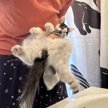 Eden -  Domestic Medium Hair Cat for Adoption in New York, New York - Eden | PetCurious