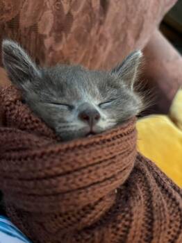 Grigorie -  Tabby Cat for Adoption in Ottawa, Ontario - Grigorie | PetCurious