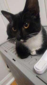 Mallow -  Domestic Short Hair Cat for Adoption in Mokena, Illinois - Mallow | PetCurious