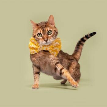 Ellie -  Domestic Short Hair Cat for Adoption in Brentwood, Missouri - Ellie | PetCurious