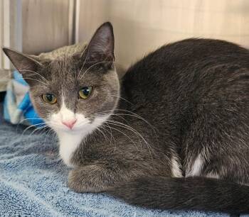 Ginger -  Domestic Short Hair Cat for Adoption in Tomah, Wisconsin - Ginger | PetCurious