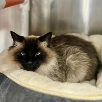 Domestic Long Hair Cats Available for Adoption - Masala | PetCurious