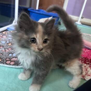 Abalone (classic A) -  Domestic Long Hair Cat Available for Adoption in Warrington, Pennsylvania - Abalone (classic A) | PetCurious