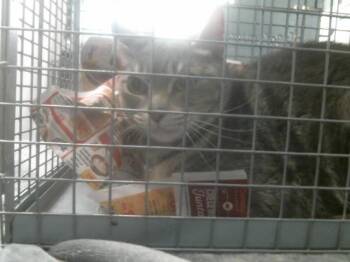 Domestic Short Hair Cats Available for Adoption in Houston, Texas - STORM | PetCurious