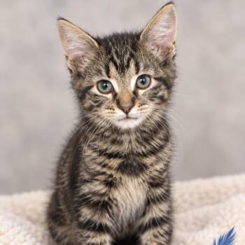 Cricket -  Domestic Short Hair Cat for Adoption in South Elgin, Illinois - Cricket | PetCurious