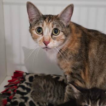 Sparrow -  Domestic Short Hair Cat for Adoption in Port Angeles, Washington - Sparrow | PetCurious