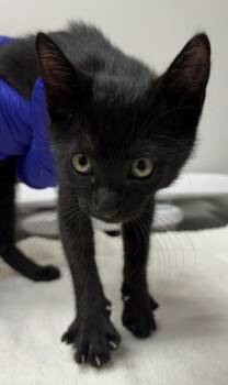 Vedma -  Domestic Short Hair Cat for Adoption in Sacramento, California - Vedma | PetCurious