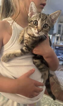 Rescue Tabby Cats for Adoption in Napa, California - Eric | PetCurious