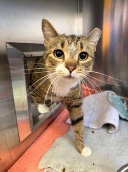 Esme -  Domestic Short Hair Cat for Adoption in Williamsport, Pennsylvania - Esme | PetCurious