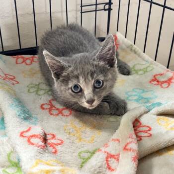 Minnow -  Domestic Short Hair Cat for Adoption in Monroe, Michigan - Minnow | PetCurious