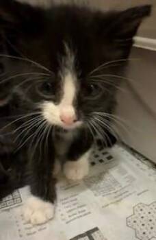 Graffiti -  Domestic Short Hair Cat for Adoption in Mason City, Iowa - Graffiti | PetCurious