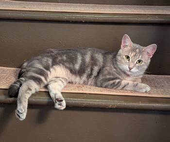 Rescue Domestic Short Hair Cats for Adoption in Seneca, Pennsylvania - Loreena | PetCurious