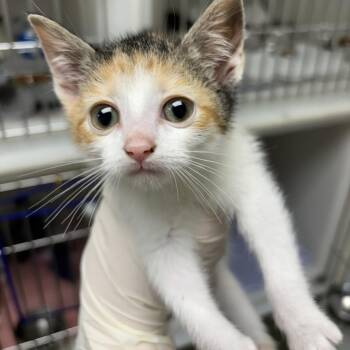 Domestic Short Hair Cats Available for Adoption - Moxie | PetCurious