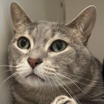 Severus -  Domestic Short Hair and Mixed Breed Cat for Adoption in Matteson, Illinois - Severus | PetCurious