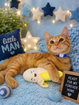 Wally -  Tabby Cat for Adoption in Tavares, Florida - Wally | PetCurious