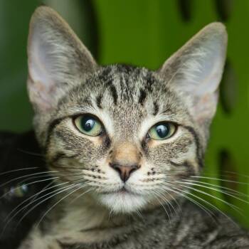 Cinnamon -  Domestic Short Hair Cat for Adoption in Middletown, Rhode Island - Cinnamon | PetCurious
