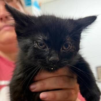 Porsche -  Domestic Short Hair Cat for Adoption in Idaho Falls, Idaho - Porsche | PetCurious