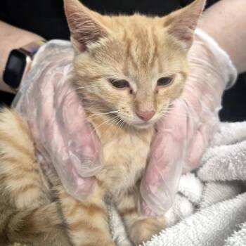 Rex -  Domestic Short Hair Cat for Adoption in Newark, New Jersey - Rex | PetCurious