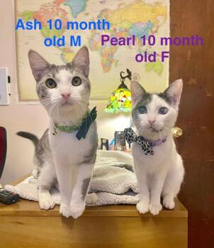 Domestic Long Hair Cats Available for Adoption - Ash | PetCurious