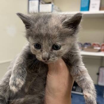 Shafran -  Domestic Short Hair Cat for Adoption in Lynchburg, Virginia - Shafran | PetCurious